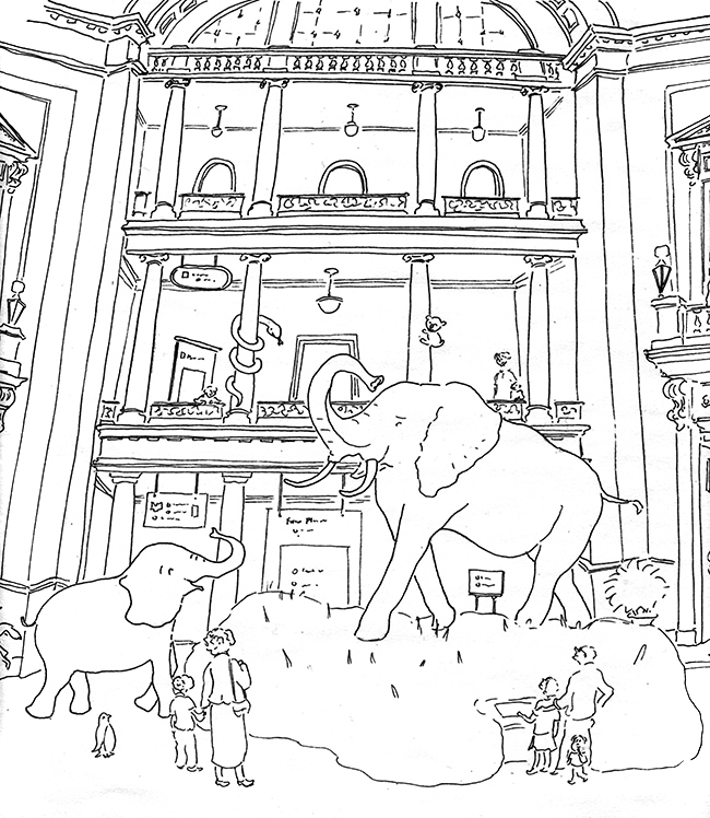 the museum of natural history